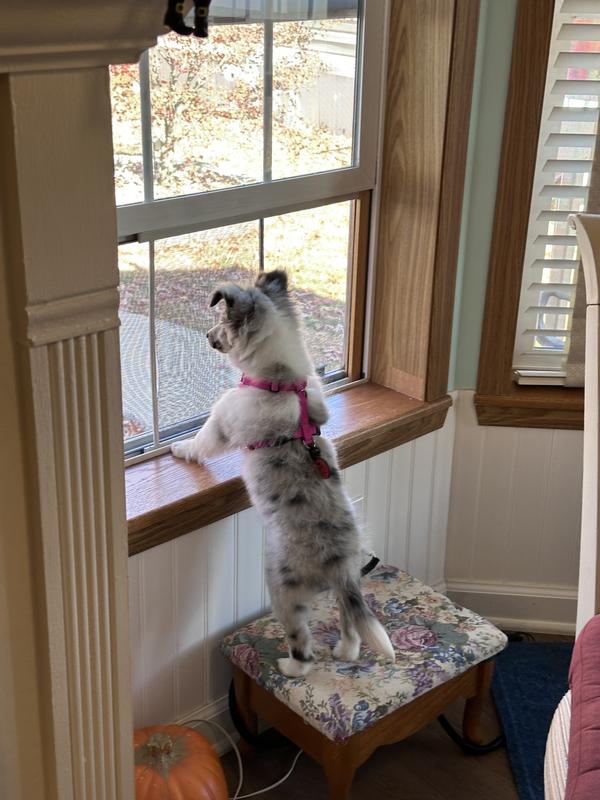 Neighborhood watch puppy