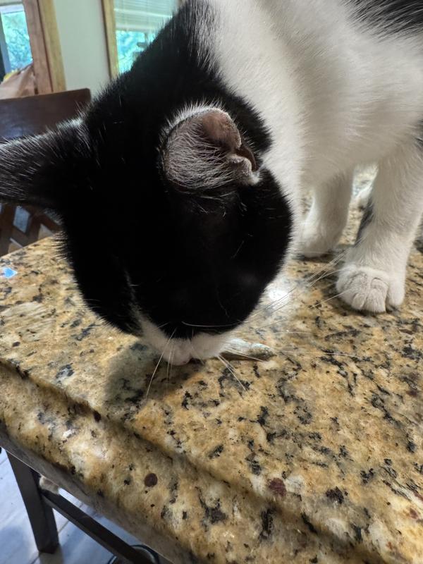 All the taste testers