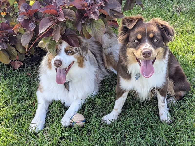 All tired out from playing but they still want to keep the ball!