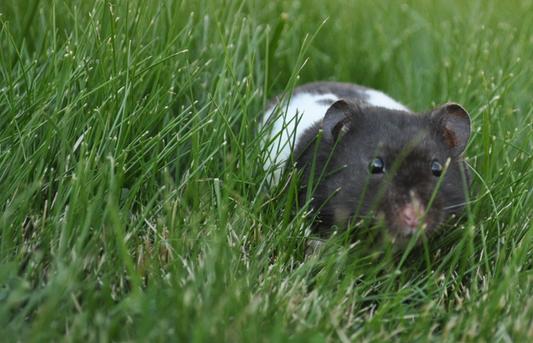 Oreo is a happy hamster