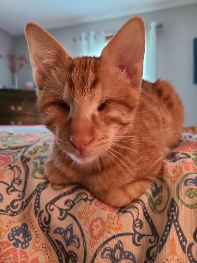 Stevie aka lovebug