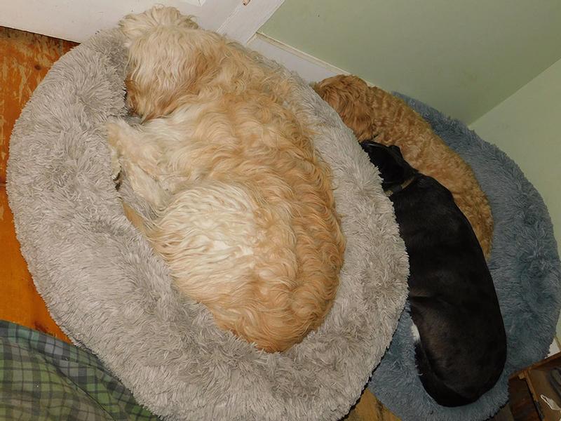 CANINE CREATIONS Donut Orthopedic Bolster Dog Bed, Charcoal, Small