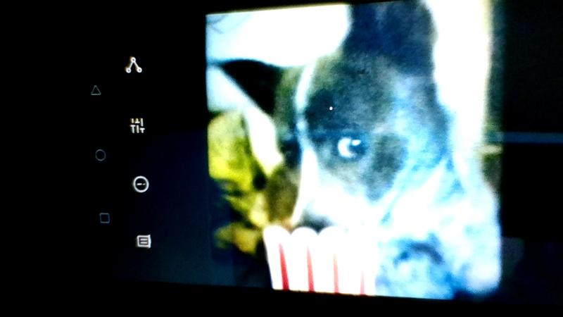 Jax is a happy flea-less little boy!