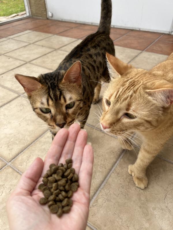 Ben Kenobi and Cheeto