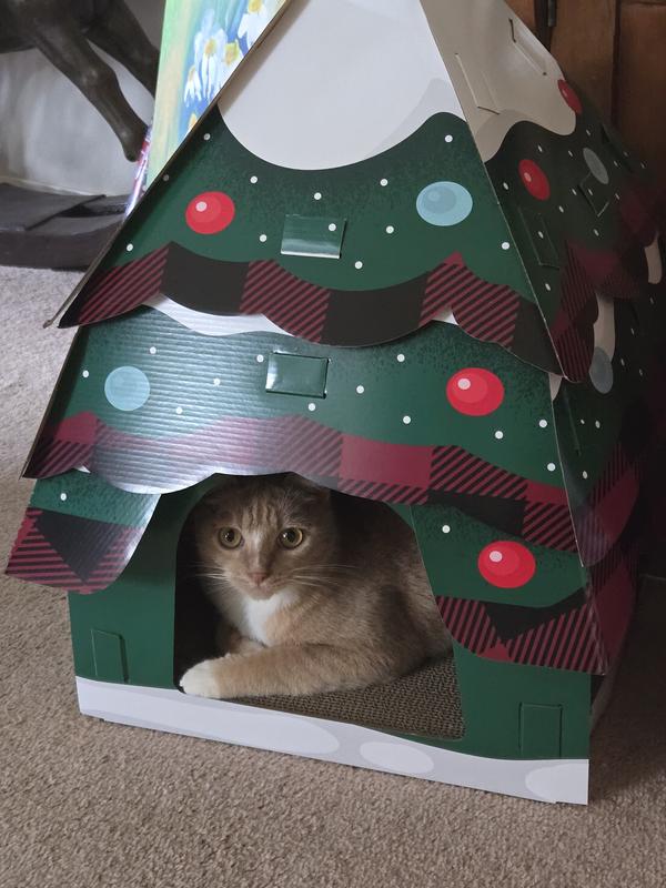 Felix in his new cat tree house!!