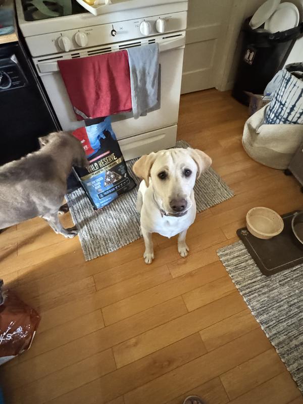 Aspen checking out food