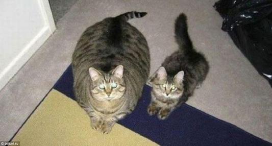 Before cat on left. After cat on right.