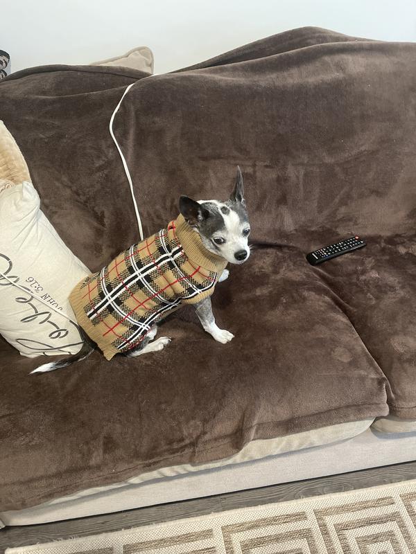 Duke in The Worthy Dog Sweater size medium