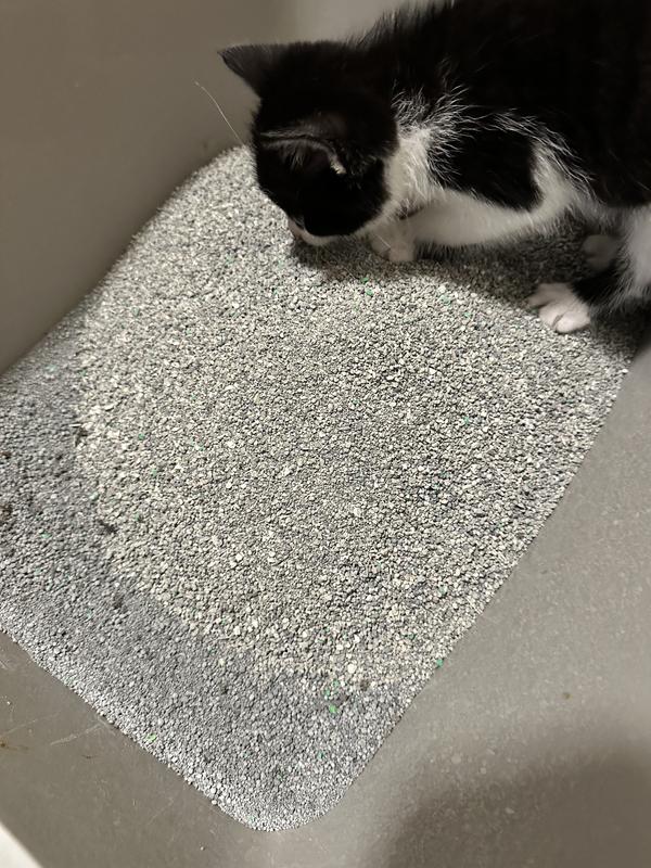 Different litter on the top. The regular on the bottom.