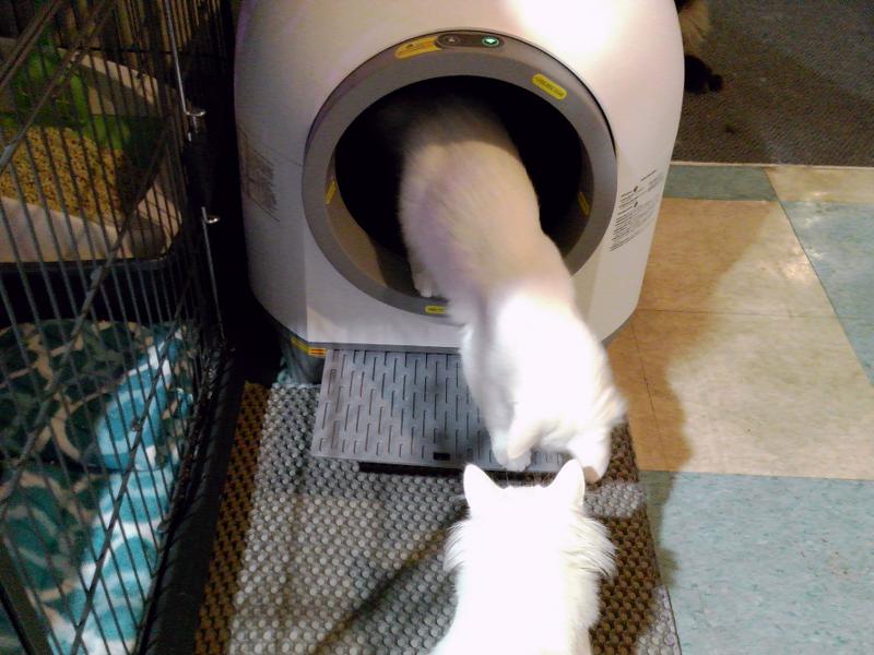 Dillon is coming out, and Miss Kitty is waiting.