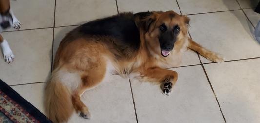 Good girl Abbie is doing better