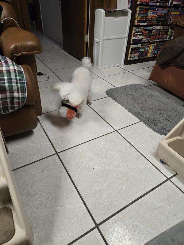 Marvin retrieving the thrown sushi toy