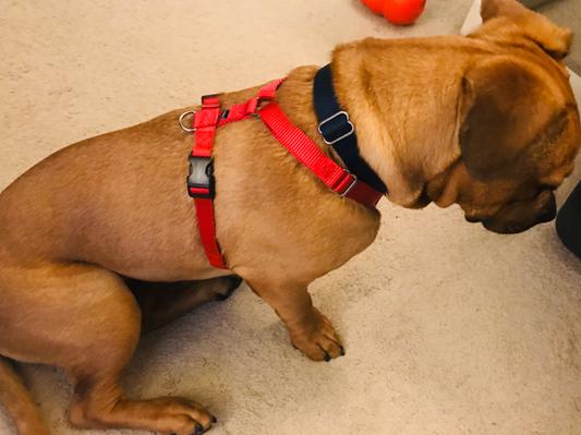 Surefit hotsell dog harness