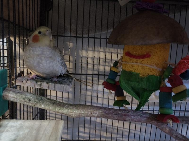 Sierra was not impressed with having her picture taken but she is impressed with her toy