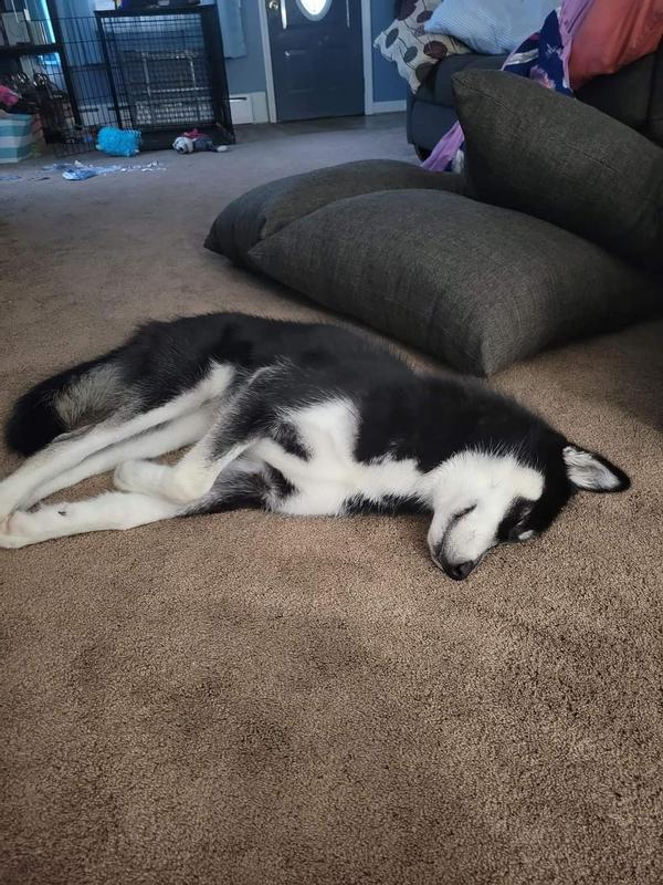 Violet is a big baby, heavy chewer but typically does not destroy toys