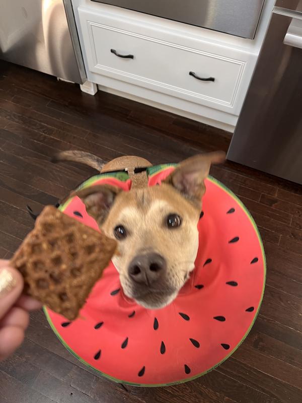 Give me the treat alreaddddyyy