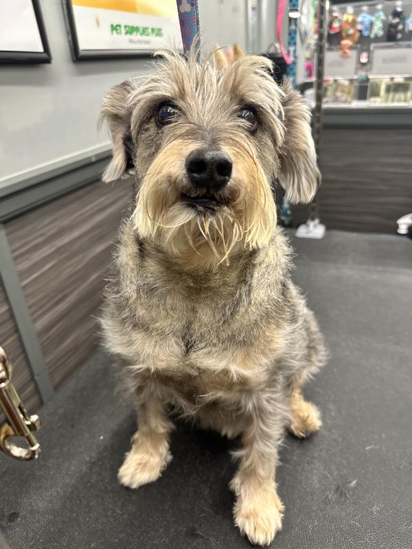 Graham our 11yr Schnauzer