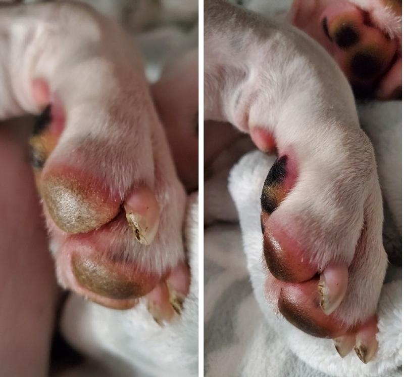 Same paw, before and after application