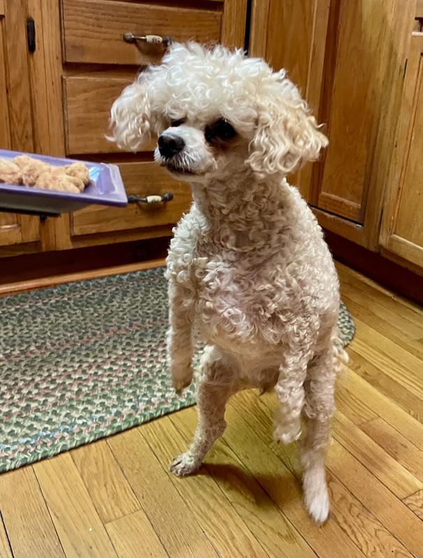 Dog #1 begged for them after the first meal.