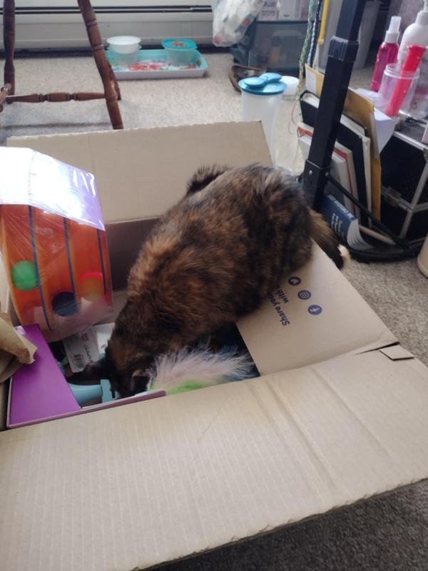 Nose dive into her first Chewy box!
