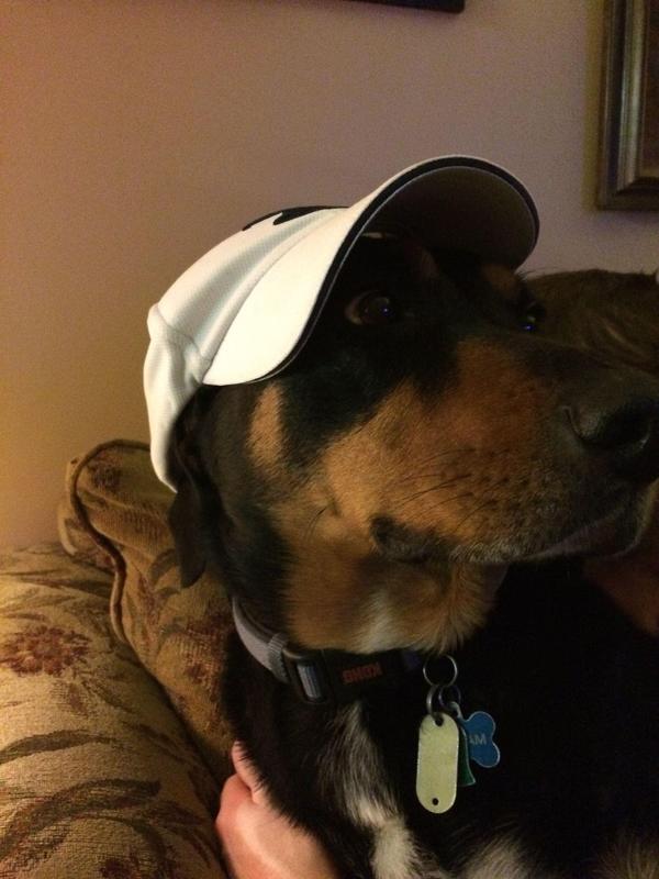 Bam Bam 14 years old pup