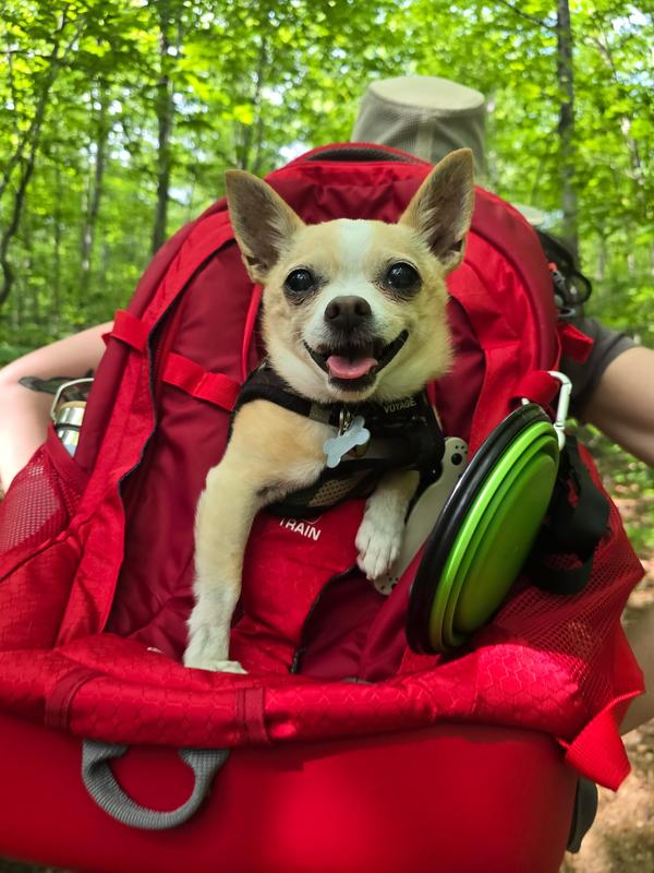 KURGO G-Train Dog Carrier Backpack, Black - Chewy.com
