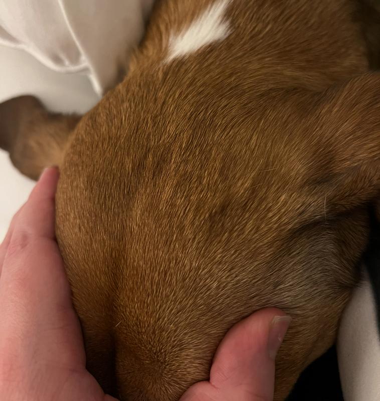 Hard to see through the fur