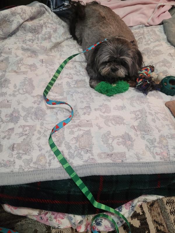 Wyatt with his new leash.