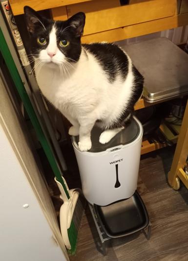 Highly food motivated; sitting on top of WOPET auto feeder trying to get food.