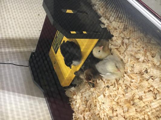 BRINSEA EcoGlow Chick & Duckling Brooder 