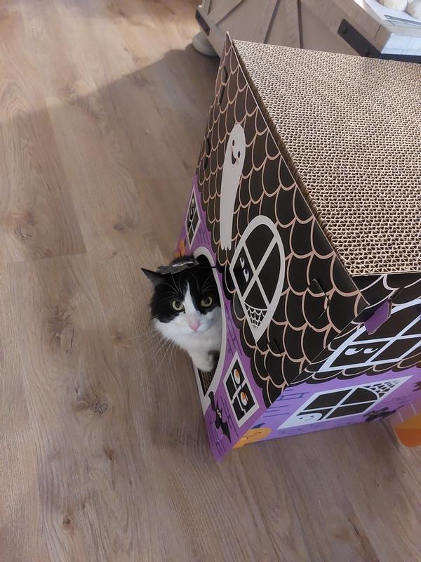 The door is wide enough for even my largest cats to get in and out of the house.