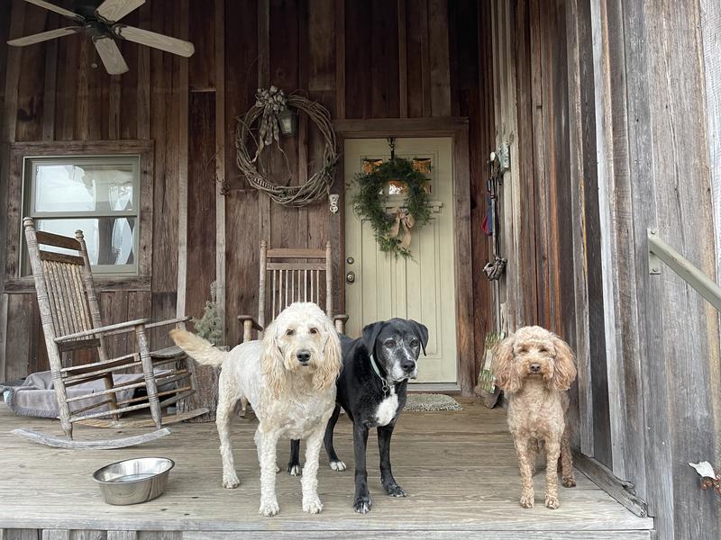 “Our puppies waiting on Chewy food delivery”