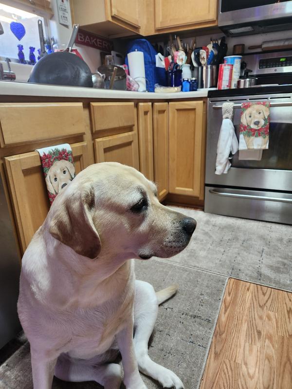 Daisy avoiding eye contact. Just laying around. This dog eats tomatoes  and refusing her food is unheard of.