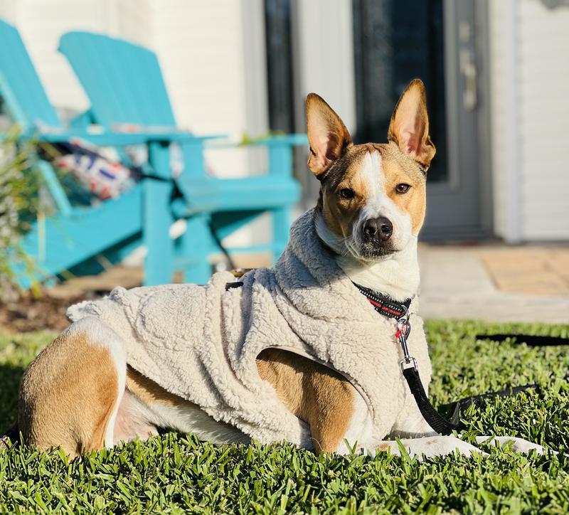 Frisco Lightweight Soft Sherpa Dog & Cat Coat, Oatmeal