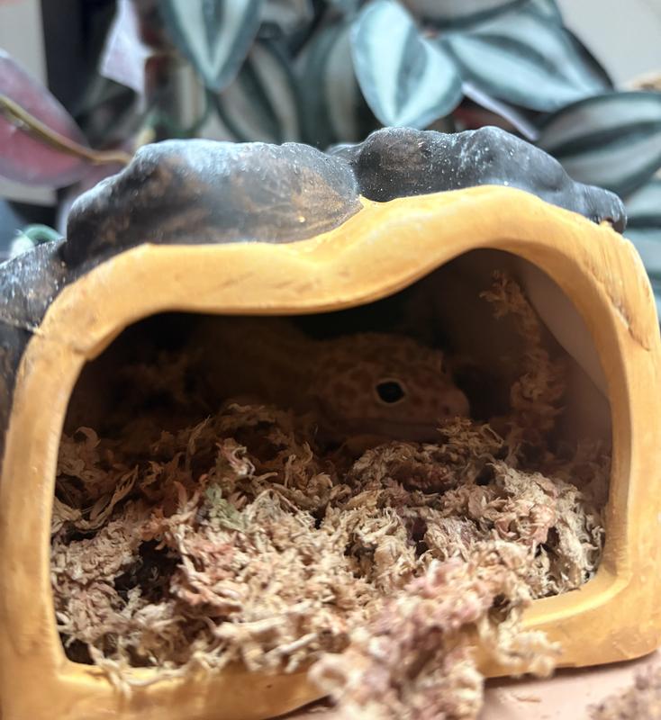 Leopard gecko in log hide