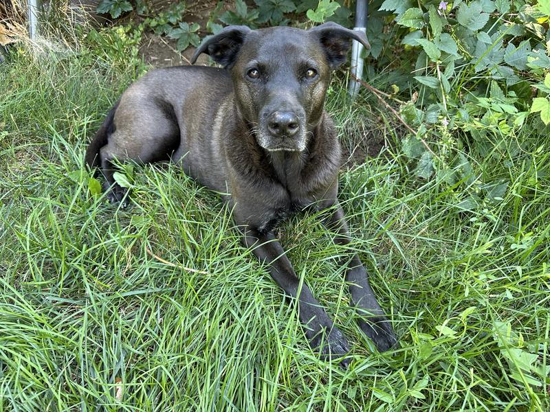 This is her coat before the Chi Shampoo.
