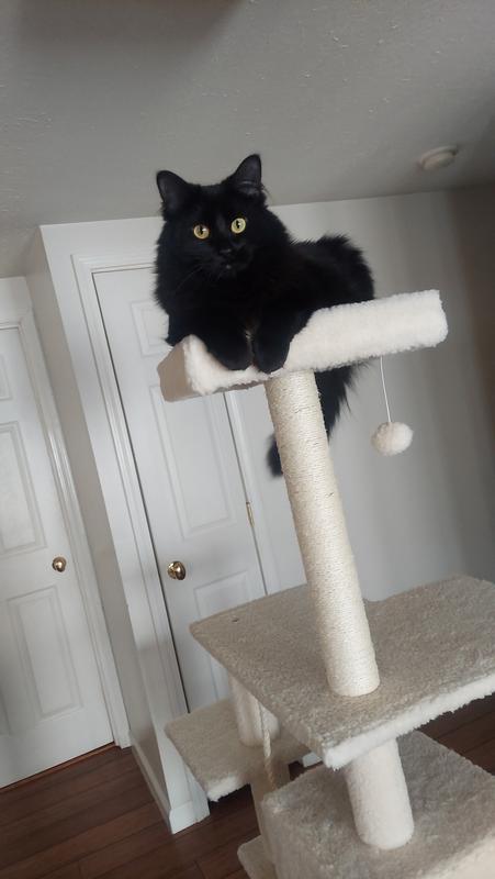 Belatrix being beautiful