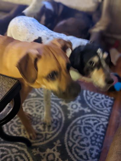 Poppy (lil brown) and Daisy, our high energy girls