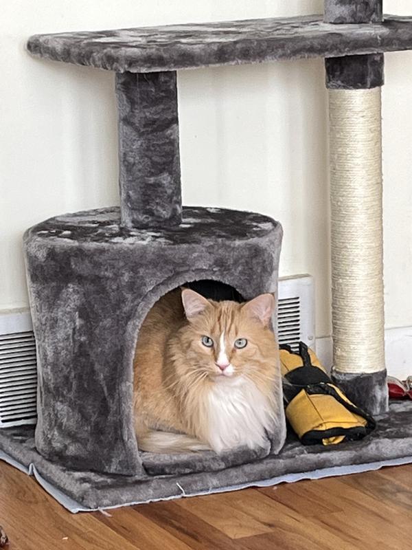 FRISCO 38in Cat Tree with Condo, Top Perch and Toy, Charcoal