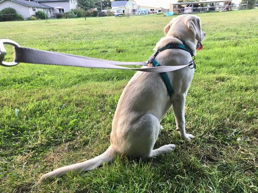 2 point 2025 control leash