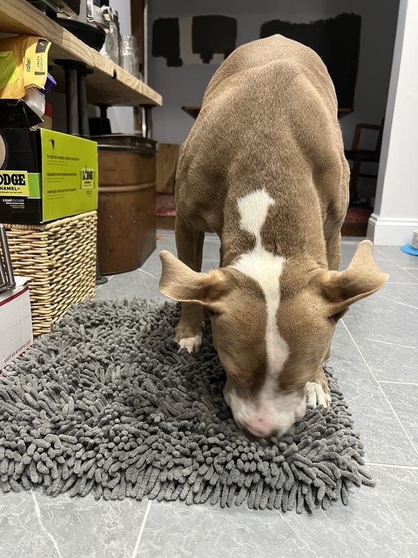 Dog sniffing for kibble in the mat