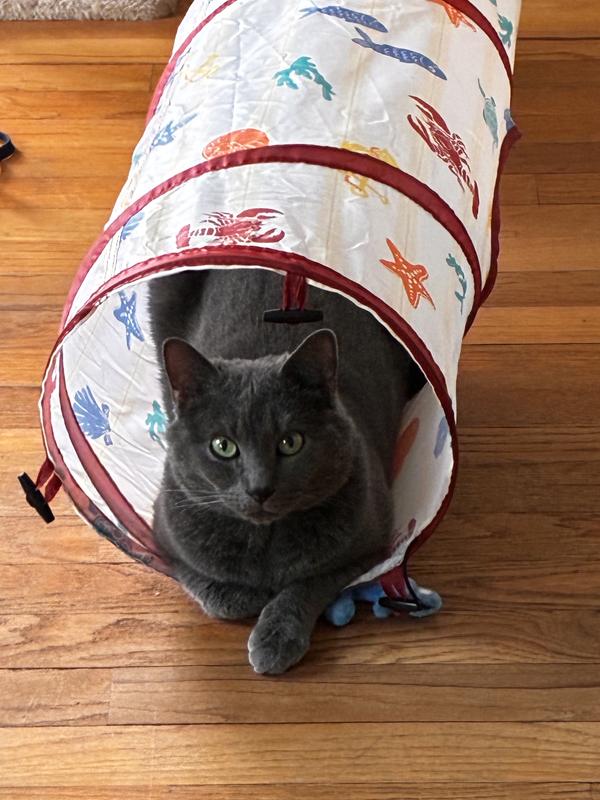 Content kitty