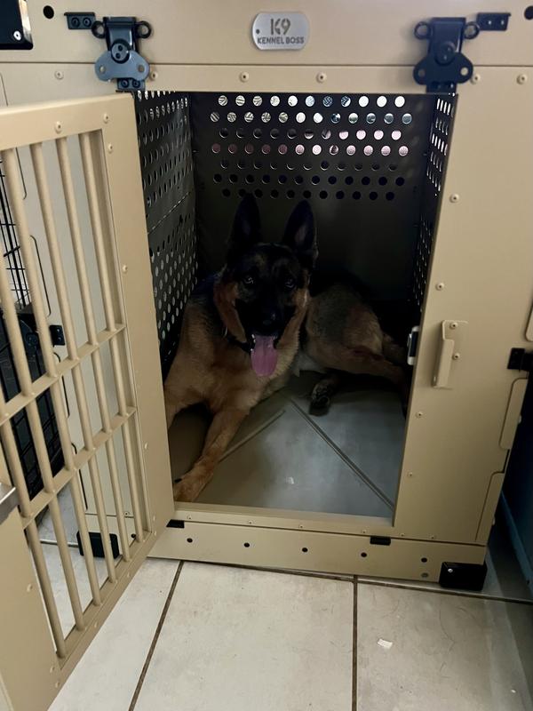 Sizing for German Shepard