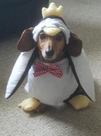 Daisynguin