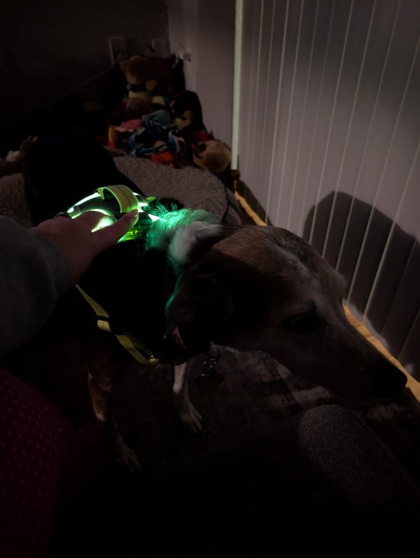 Light won’t stay on unless it’s held.