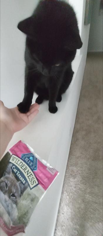 Nelly giving paw