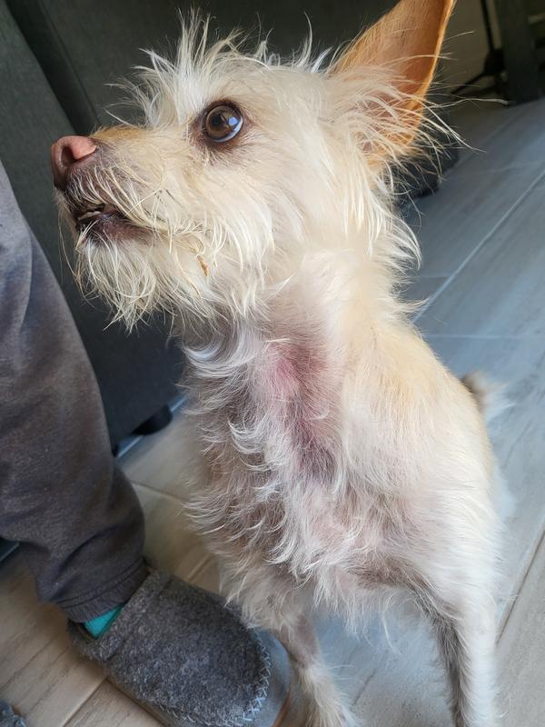 big bruise where fold meets his neck