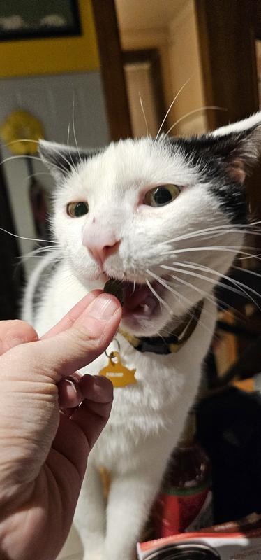 Parsnip enjoying the treat