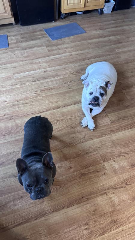 Stella waiting for her chews.