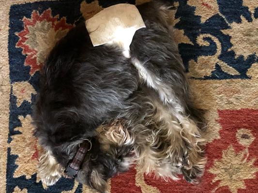 Cicero napping in his AllKind wrap
